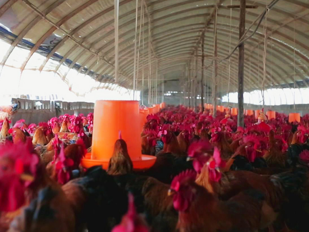 ������ֳ